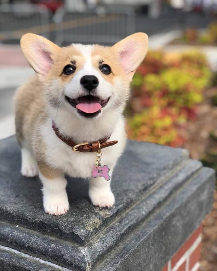 Perfect shoot❤️❤️
#CorgiLover  #CorgiCrew  #cutecorgi #corgi