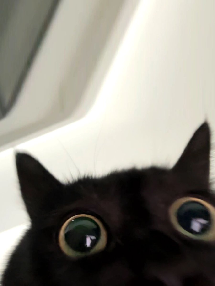 xxcatmi's tweet photo. https://t.co/qCE8FwJqTM