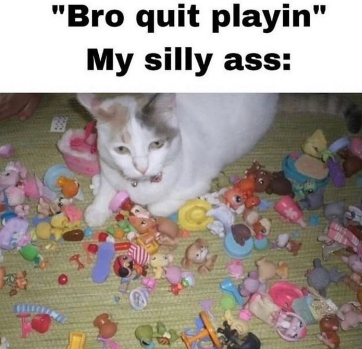 Posts Of Cats (@postsofcats) on Twitter photo 