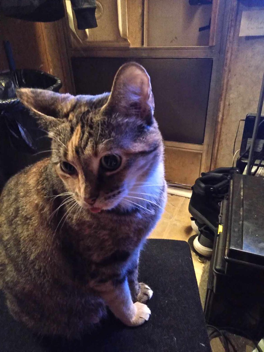 LamiaHypnosia's tweet photo. Willow doing a blep https://t.co/KK8c1diJSG