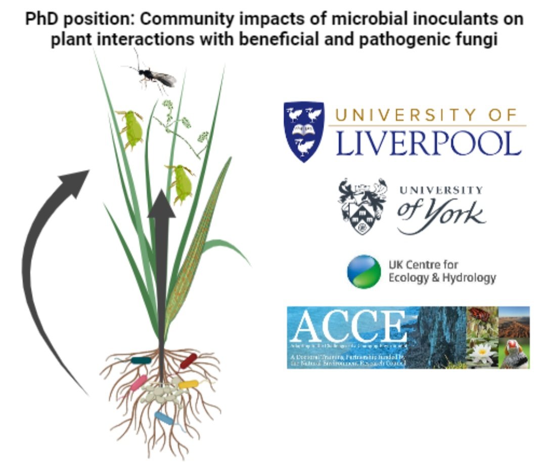 mda524360's tweet image. Fully Funded #PhDposition available at Liverpool University  for 2024 entry. They study #microbe-induced plant (#crop) resistance to insects, and this project will examine interactions between #bacteria and #fungi in the soil. 🌍🌱

*Application Deadline: 8th January, 2024.