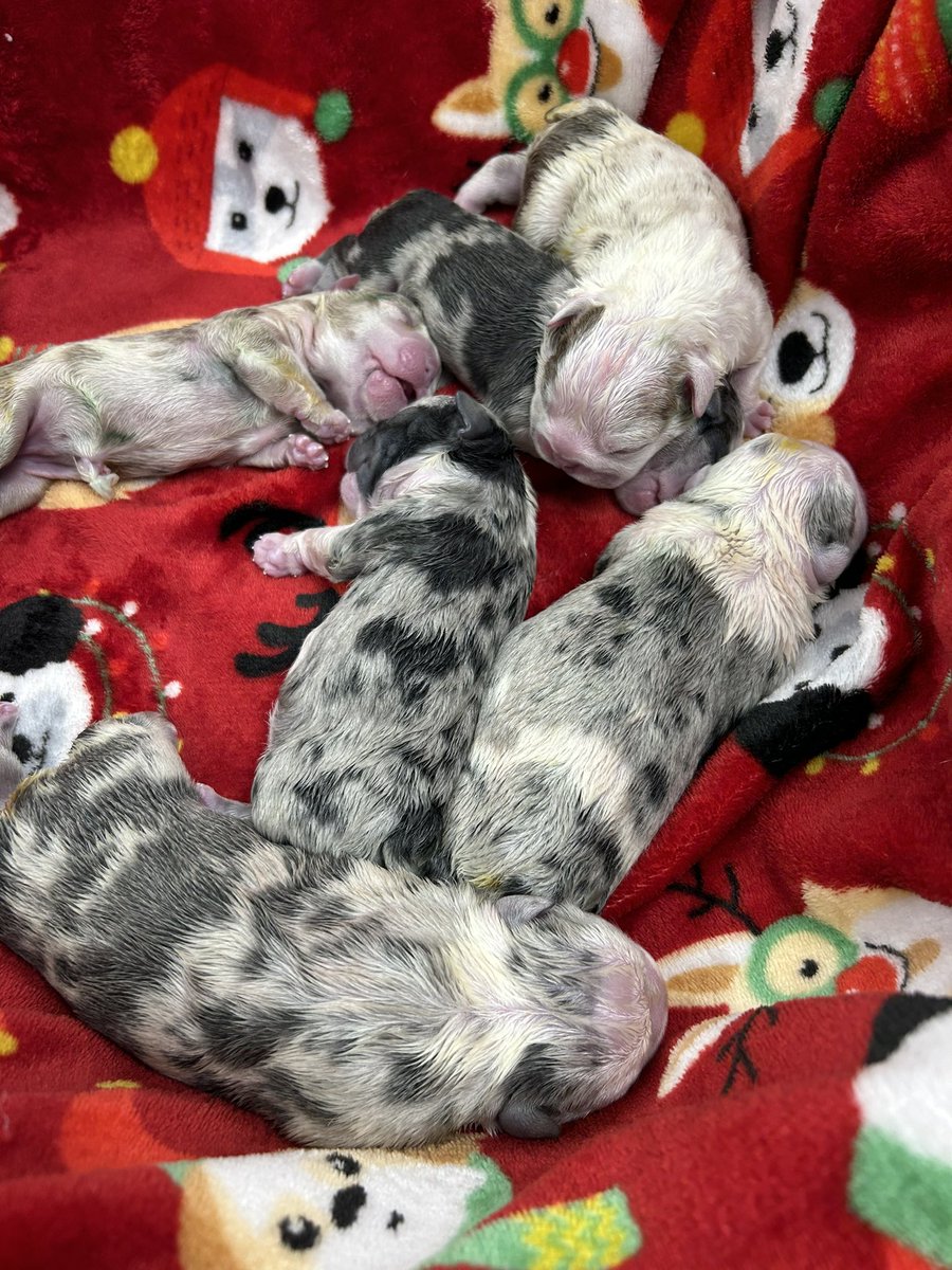 Bella dropped her first litter‼️😍😍

4girls 
2boys