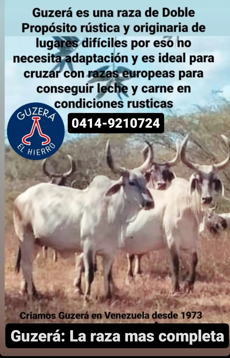 DISPONIBLES TORETES PUROS GUZERA Y F1 GUZERA x PARDO  

LA MEJOR OPCIÓN PARA PRODUCIR HEMBRAS LECHERAS Y TOROS PESADOS  

Criamos ganado Guzerá DOBLE PROPÓSITO desde 1973.  Tel: 0414-9210724 

Instagram: @ganadof1