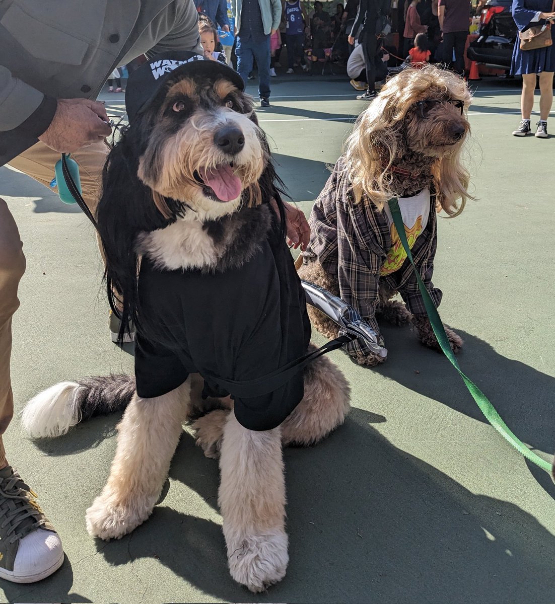 MrsPaulHardware's tweet photo. Sharing the best Halloween costume from the dog costume contest yesterday. Wayne and Garth 🎸🥁 Jasper as Garth (I G : jaspermydood) https://t.co/maACFakSVq