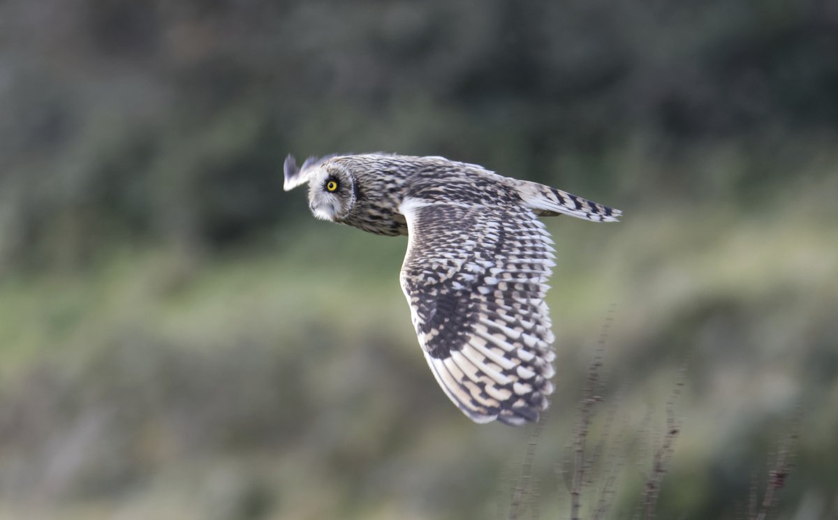 Fergal Stanley tweet media