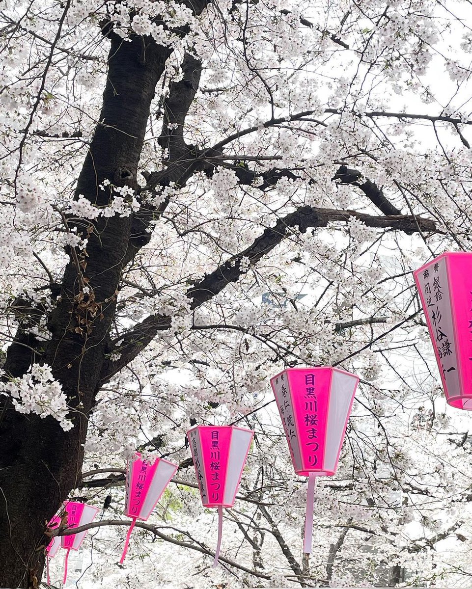 angemobile's tweet photo. 🌸🌸🌸
𝑷𝒓𝒆𝒕𝒕𝒚 𝒄𝒉𝒆𝒓𝒓𝒚 𝒃𝒍𝒐𝒔𝒔𝒐𝒎𝒔
⁡
目黒川の桜並木💕
⁡
今年もやっぱり来ちゃいました♪
駅から少し離れたところは穴場…♡
⁡
桜の木が満開で綺麗でした☺️♫

桜を際立たせるため
全身まっしろコーデ🤍🤍

#目黒川桜まつり #目黒川沿い #目黒川 #目黒川の桜 #中目黒 https://t.co/wV9rzozY2Z