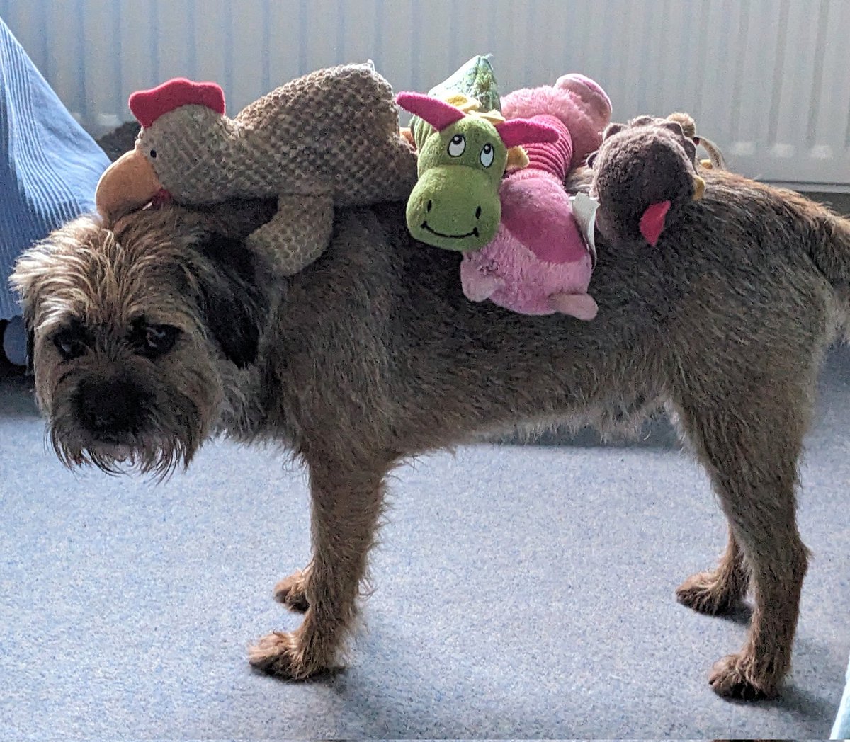 Iggy Border Terrier tweet media
