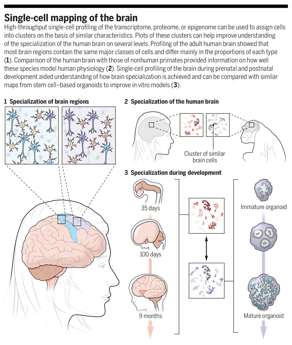 '[T]he scope and depth of these studies from the #BICCN demonstrate the potential of this type of large cooperative initiative to generate this fundamental knowledge of the human brain,' write the authors of a new #SciencePerspective. scim.ag/4Cj