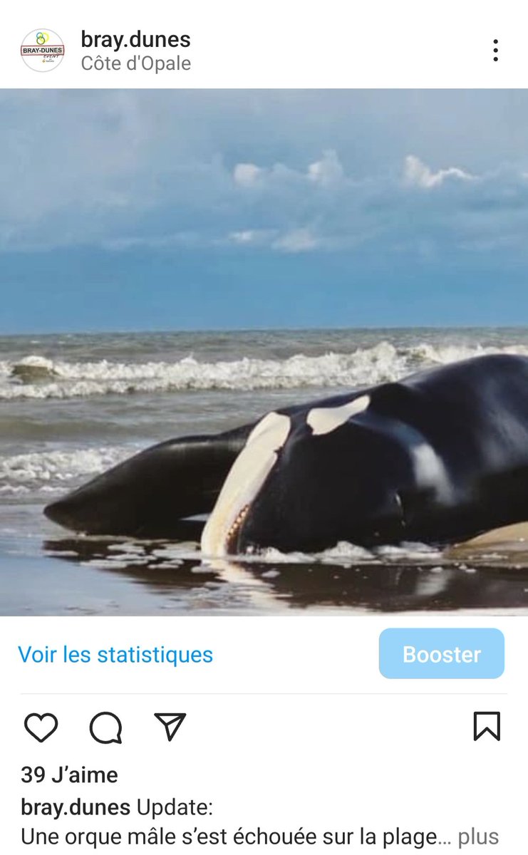 animaviii's tweet photo. Pas sauvé Willy! 😔
#orque #orca #Belgique #France #INFO #news 
#opale
#hautsfrance

 https://t.co/f5hDlICdso https://t.co/qeg1ZwkOKs