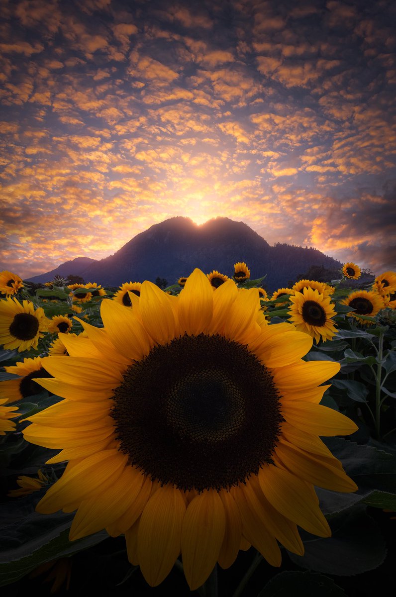 ✞ Daniel tweet media