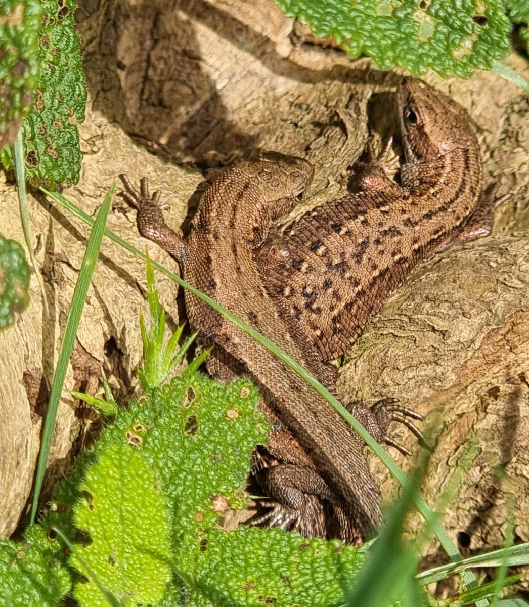 Alan_yn_Aber's tweet photo. ๐ฆ Couple of #lizards basking in the October sun on #Pendinas #Hillfort, #Penparcau, #Ceredigion. ๐
#wildlifephotography #Wales @IoloWilliams2 https://t.co/IGgjPURZrn