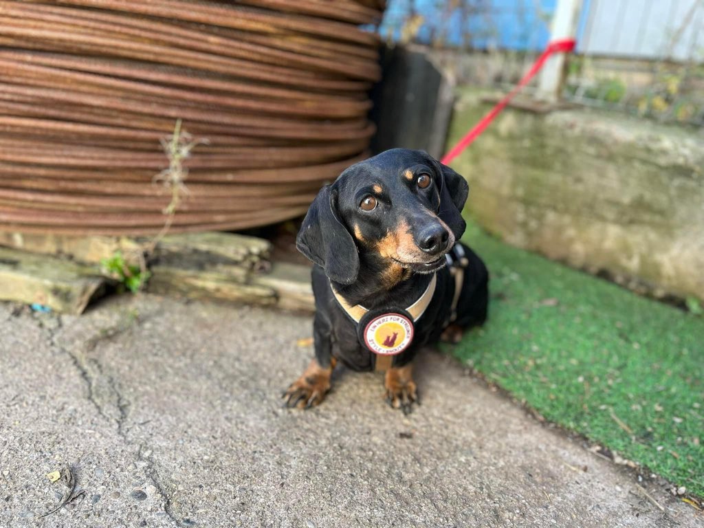Herz_Streuner's tweet photo. Erinnert ihr euch an die Dackel Bande, die kürzlich gerettet wurde? 🥰 Hier sind die 4 Ladies nun 🥰

#teckel #dackel #tierschutz #AdoptDontBuy #AdoptDontShop #rescuedog #rescue #adoptable #breed https://t.co/4YU0nQhsis