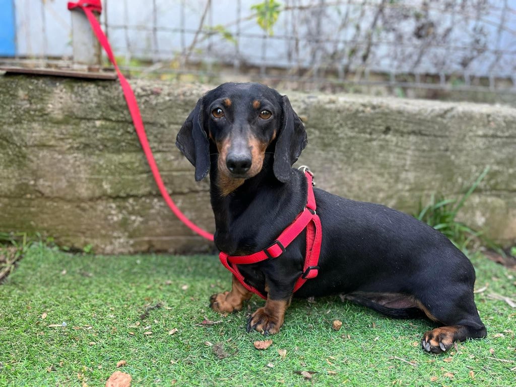 Herz_Streuner's tweet photo. Erinnert ihr euch an die Dackel Bande, die kürzlich gerettet wurde? 🥰 Hier sind die 4 Ladies nun 🥰

#teckel #dackel #tierschutz #AdoptDontBuy #AdoptDontShop #rescuedog #rescue #adoptable #breed https://t.co/4YU0nQhsis