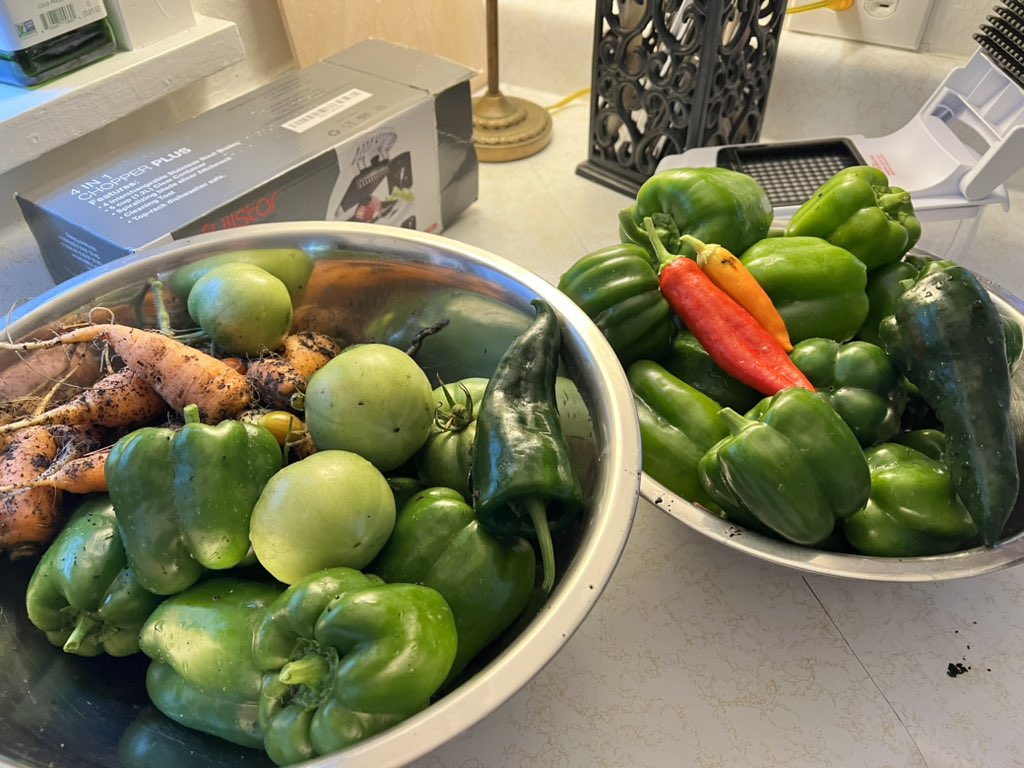 When you gotta pull everything cause its gon freeze tonight. Time to chop for winter. Just with my plants were really starting to produce I was about 3 weeks late planting in the spring and it shows. Can I do fried green tomatoes with these?? #gardenSunday