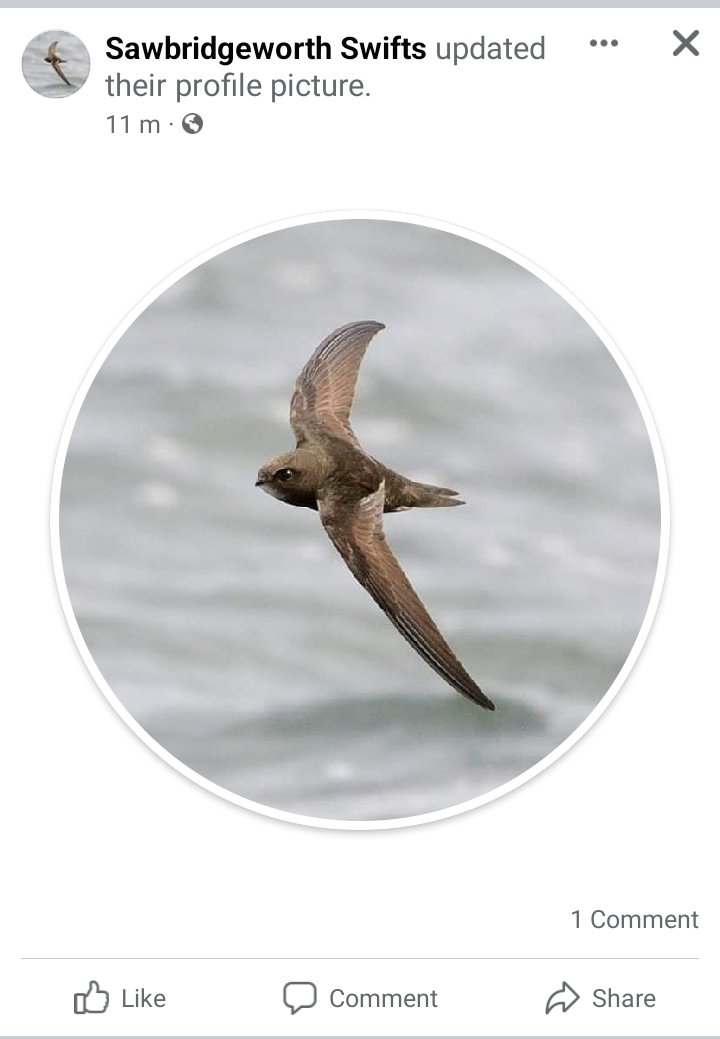 So I have started Sawbridgeworth Swifts, a group to raise awareness and protect Swifts in the town and surrounding East Herts villages. Please follow on Facebook if you are interested in updates. Thanks to @Hertsbirder for the profile picture #hertsbirds #Sawbridgeworth