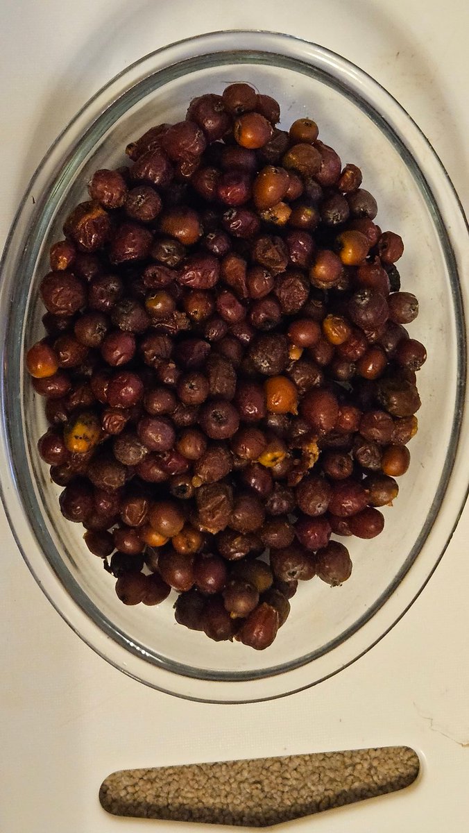 *Finally* finished pulling the stalks off a load of bletted Chequers as well as some not quite ready which will sit on the window ledge to come on. #chequers #wildservicetree #wildservice