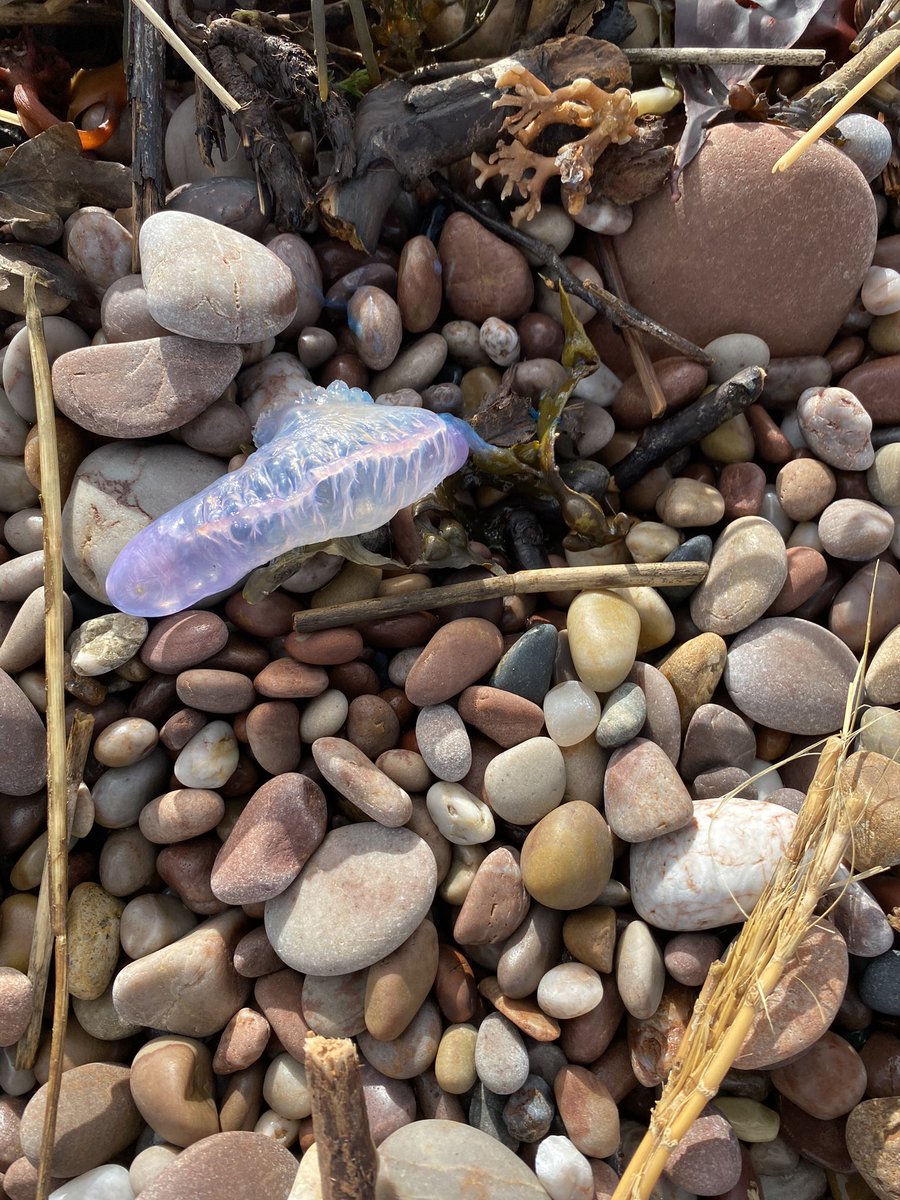 Fiona French Images tweet media