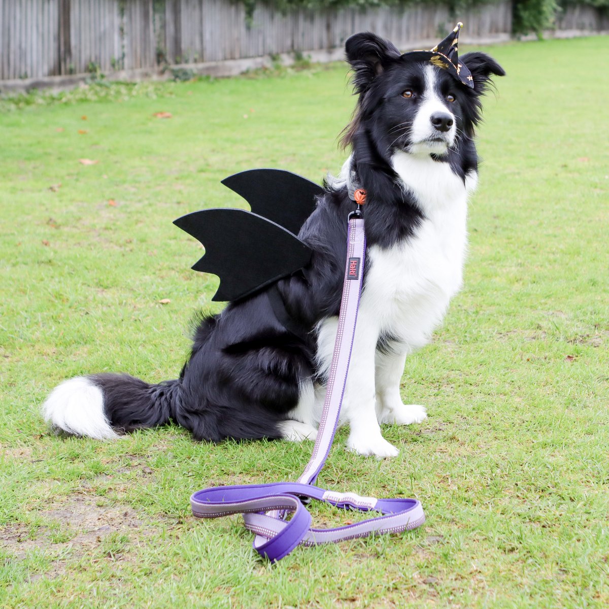 A big THANK YOU to everyone who took park in our Halloween Sponsored Dog Walk this morning with their wonderful dogs. The costumes were amazing, and everyone tackled the muddy conditions with style.

Photos can be seen on our Facebook page facebook.com/media/set?vani…