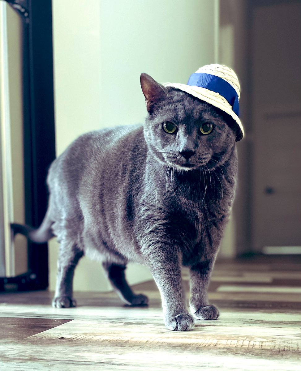 LoriThecatlady's tweet photo. He's very dapper &amp; obviously loves his new hat. 😅 #Thumpy 🐾 https://t.co/Ziu4J0hcWt