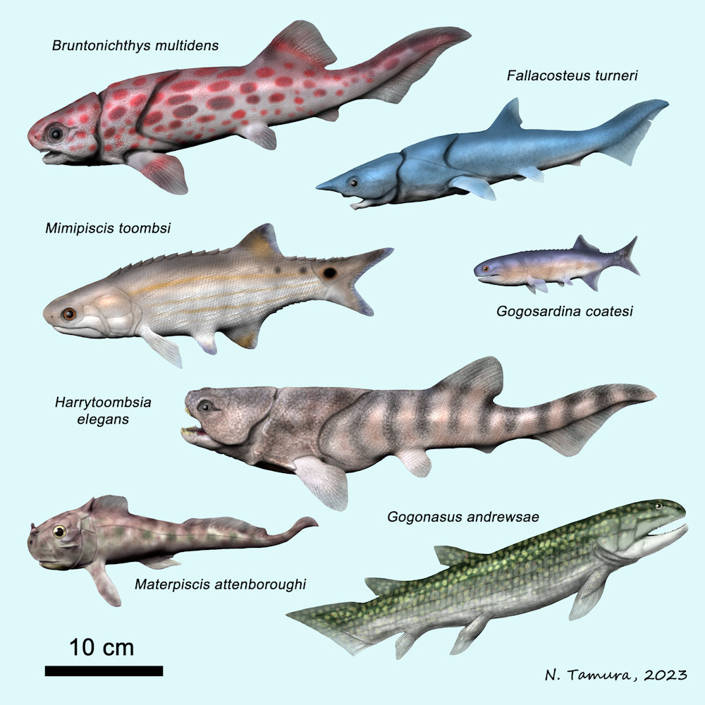 Devonian Fish Series #22: Fish from the Gogo Formation (Early Frasnian) of Western Australia, part I: Bruntonichthys, Fallacosteus, Harrytoombsia (Arthrodira), Mimipiscis, Gogosardina (Acanthopterygii), Materpiscis (Ptyctodontida), Gogonasus (Tetrapodomorpha)
