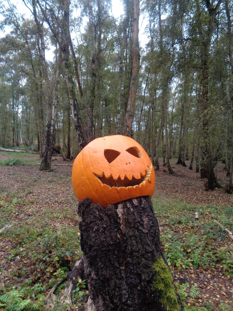 🎃🌳Good morning, wishing you all a terrifying Tuesday👻!! #ThickTrunkTuesday #Halloween #Halloween2023 #CurrentMood #pumpkin #SpottedOnMyWalk #trees