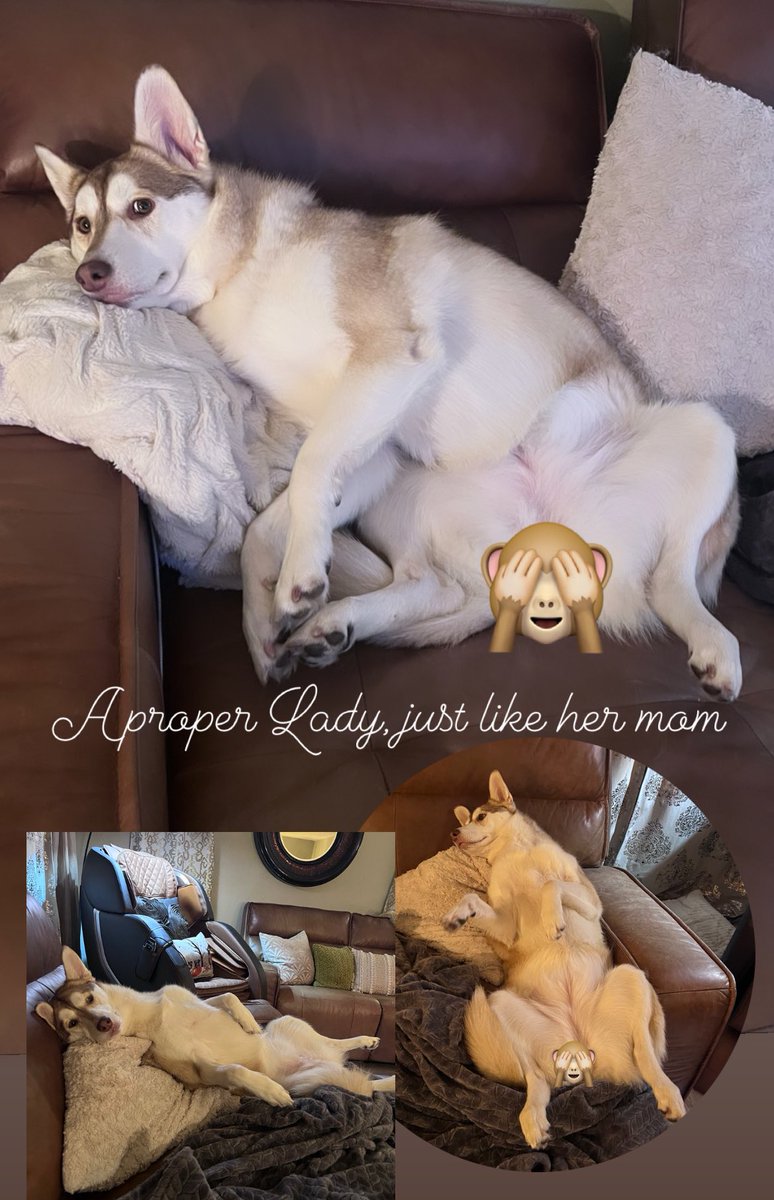 The Proper Poochies tweet media