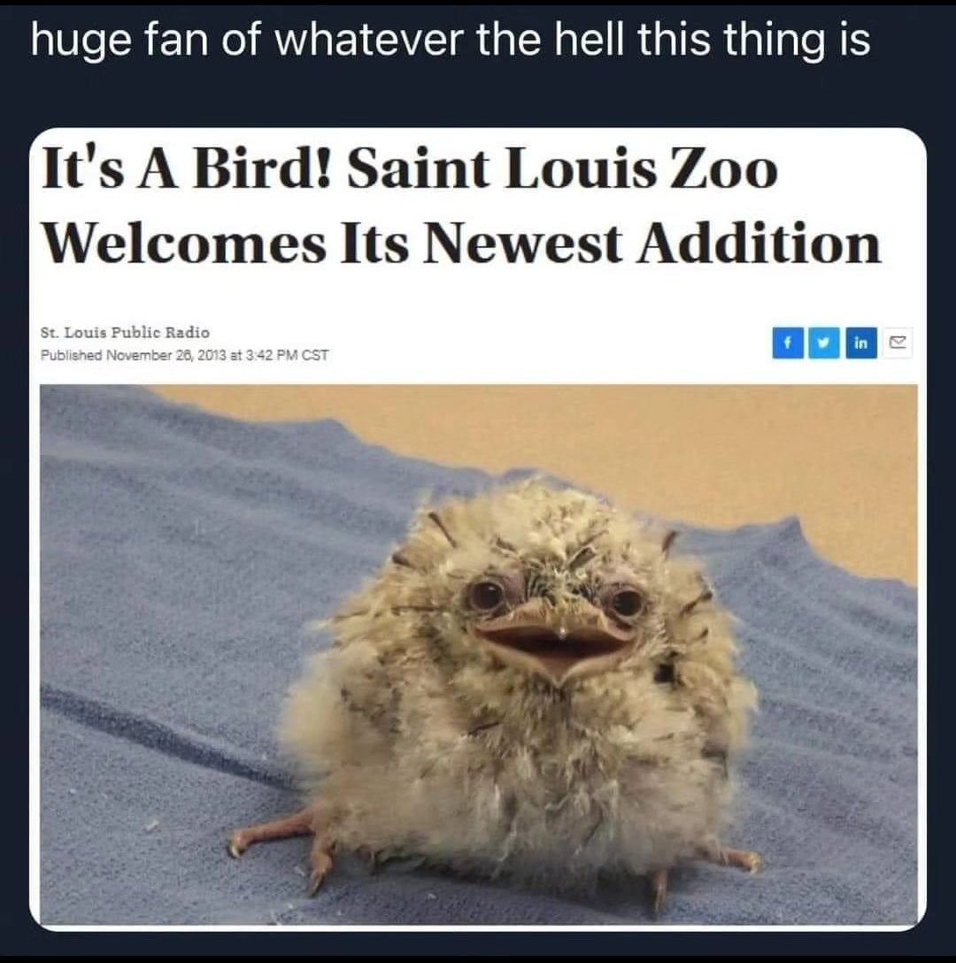 animals going goblin mode (@mischiefanimals) on Twitter photo 