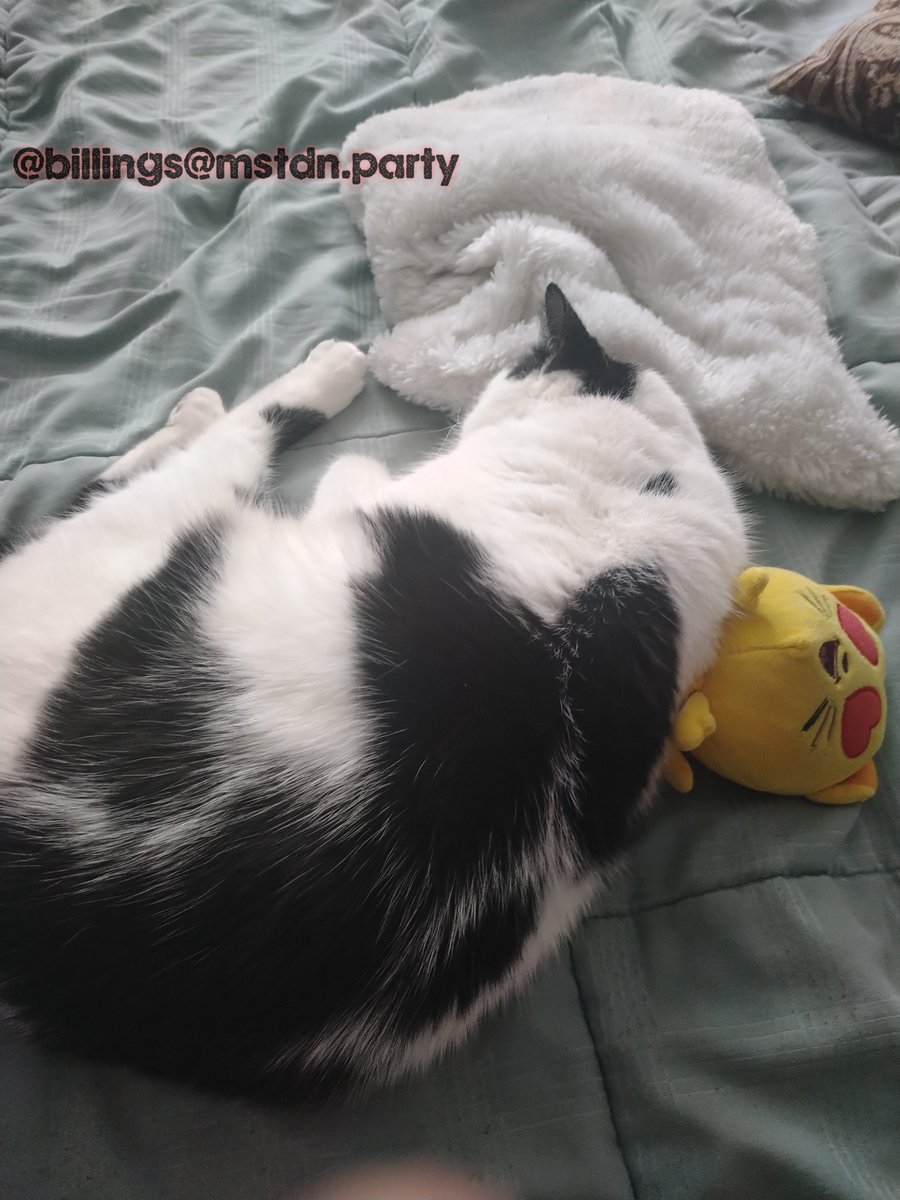 BillingsCat's tweet photo. #NationalCatDay #PawsForPeace
#CeasefireNOW https://t.co/B6tDkAjW1F