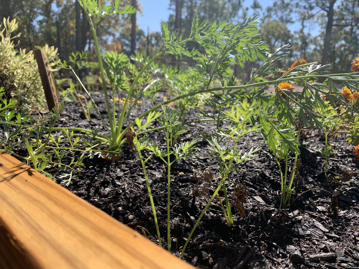 Kiwanis Club of Topsail Island Area tweet media