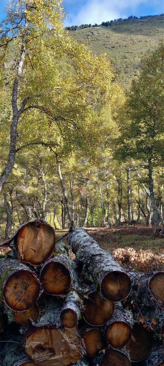 casamoraarros's tweet photo. Comença l'espectacle dels colors de tardor. 
#esterridecardós
#tardor23
#vallsdecardós 
#pallarssobirà 
#pnaltpirineu https://t.co/L8FQtbSKnm