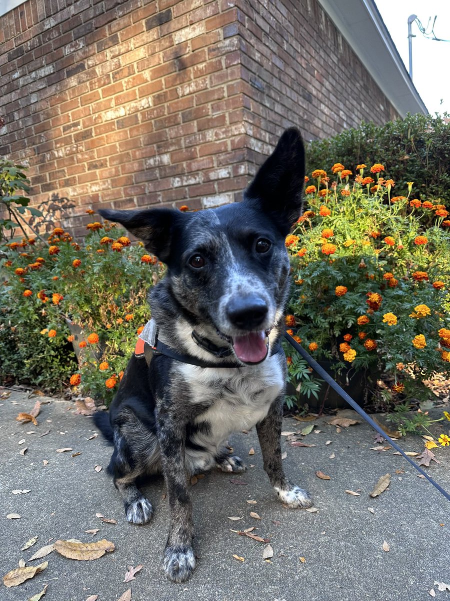 Got a picture with our marigolds before this week’s freeze gets them.