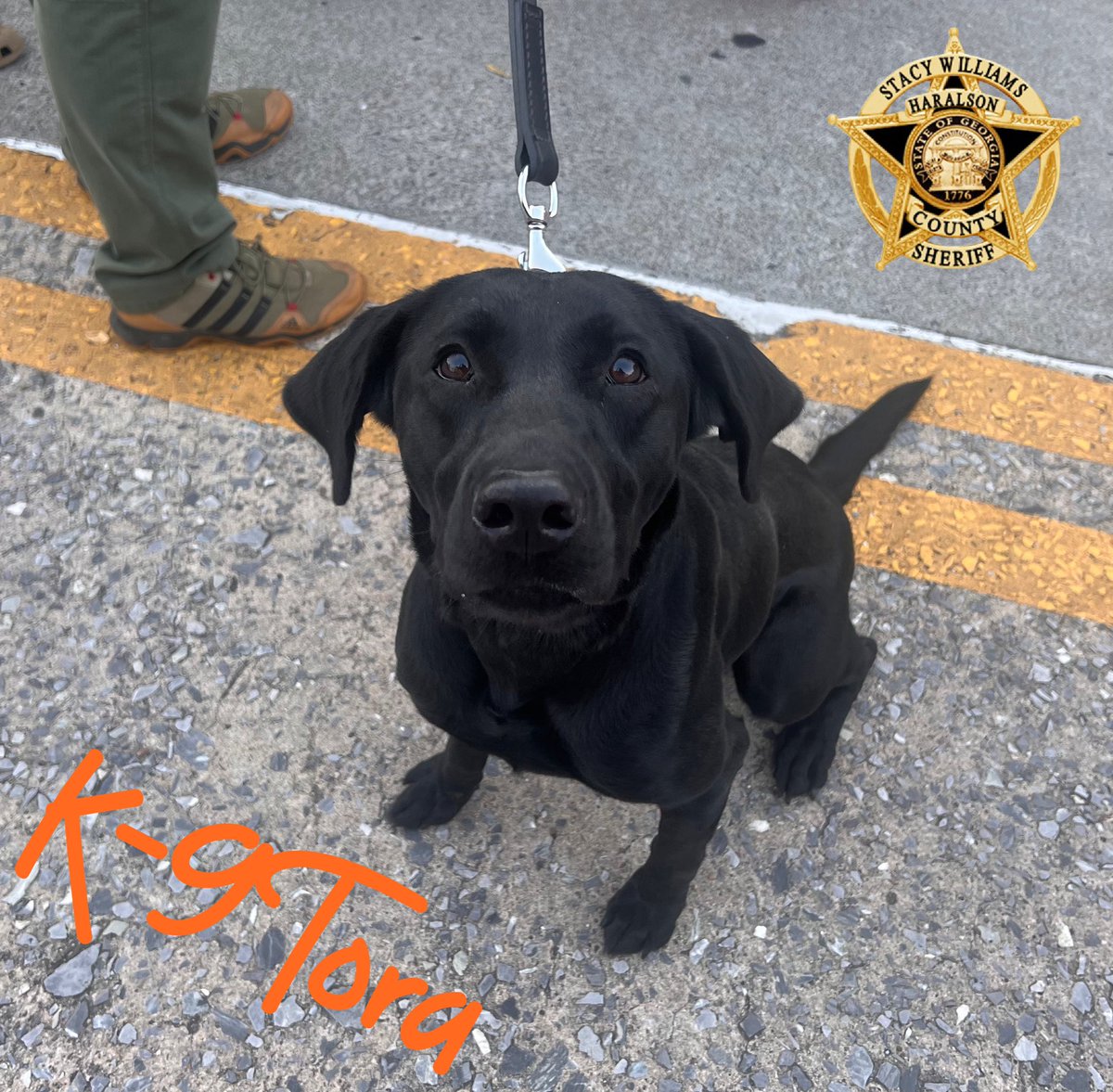 HCSO_K9Tora's tweet photo. Last week, K-9 Tora and Sgt. Kirkland made an appearance at the Great Pumpkin Caper 2023 at the square in Buchanan. K-9 Tora enjoyed the loves, the attention and the hotdogs. 😂
#K9Tora🐾💙
#K9Unit #Community #SheLovesHotdogs #SoPopular #KidsAndK9s #GreatPumpkinCaper2023 #HCSO https://t.co/WcyNPd0xoy