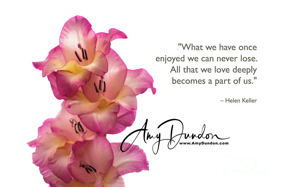 amy_dundon's tweet photo. "What we have once enjoyed we can never lose. All that we love deeply becomes a part of us." —Helen Keller
https://t.co/JJ1rbNw4lx
#flowerlovers #gladiolus #inspiration #photographylovers #photographicart #greetingcards #sypathy https://t.co/MTEaOOnKL3