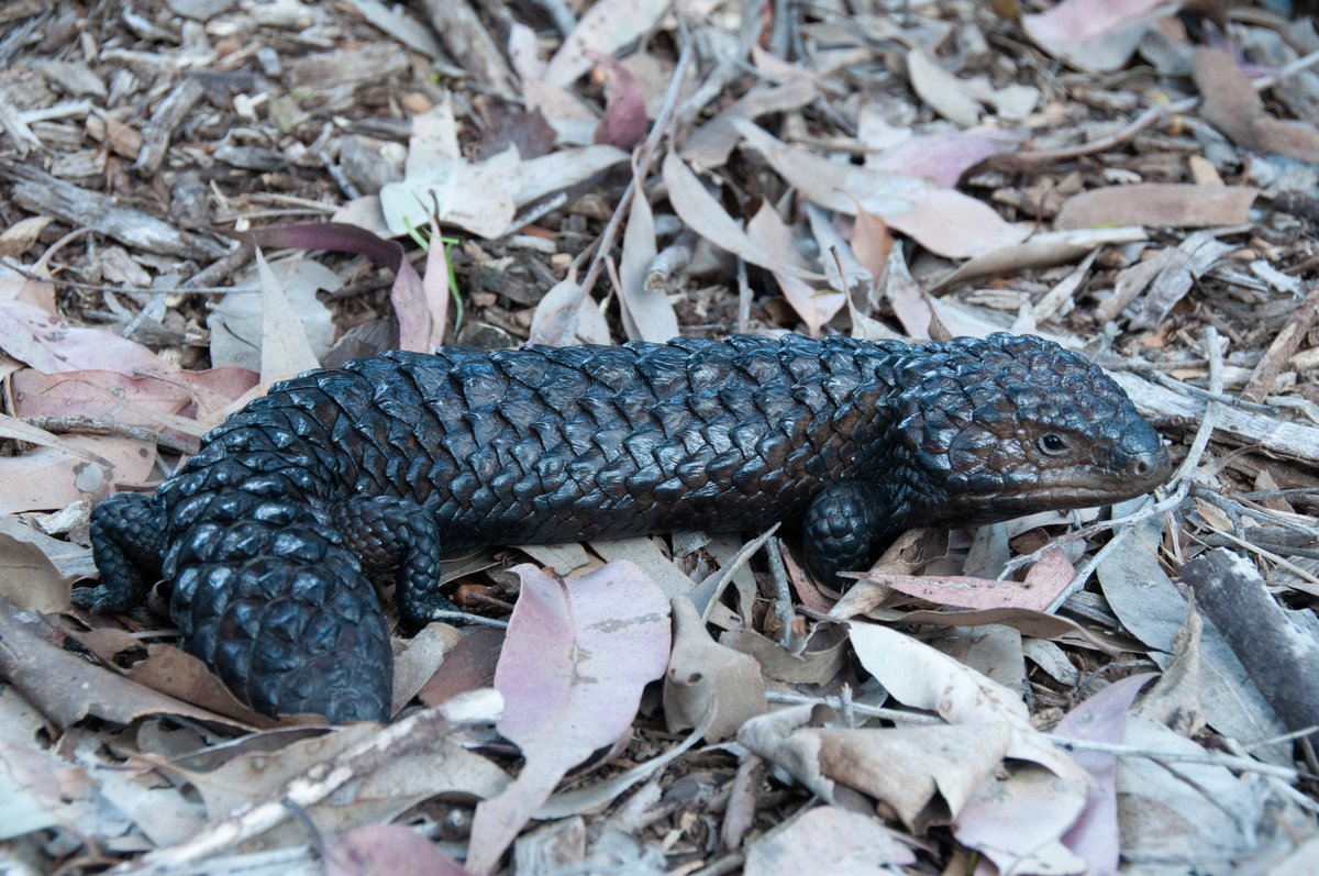 Can sleepy lizards (aka shingleback skinks) count? Check out our new paper on quantity discrimination in Behavioral Ecology: academic.oup.com/beheco/advance… @birgit_szabo @whatisitdoing @Ben_Ashton9 @mqnatsci @BehavEcol @BehavEcolPapers @MikeG_lizards