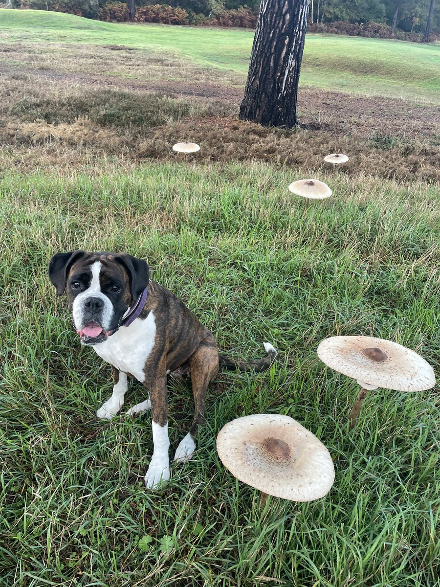 Trixie & the big mushrooms 🍄🐶 #parasolmushroom They looked like flying saucers from a distance x #mushroomtwitter #Boxerdog