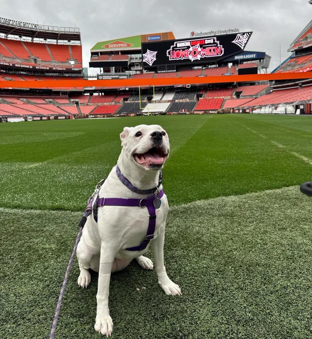 Image from Stella The Smiling Rescue (@Smiling_Stella)