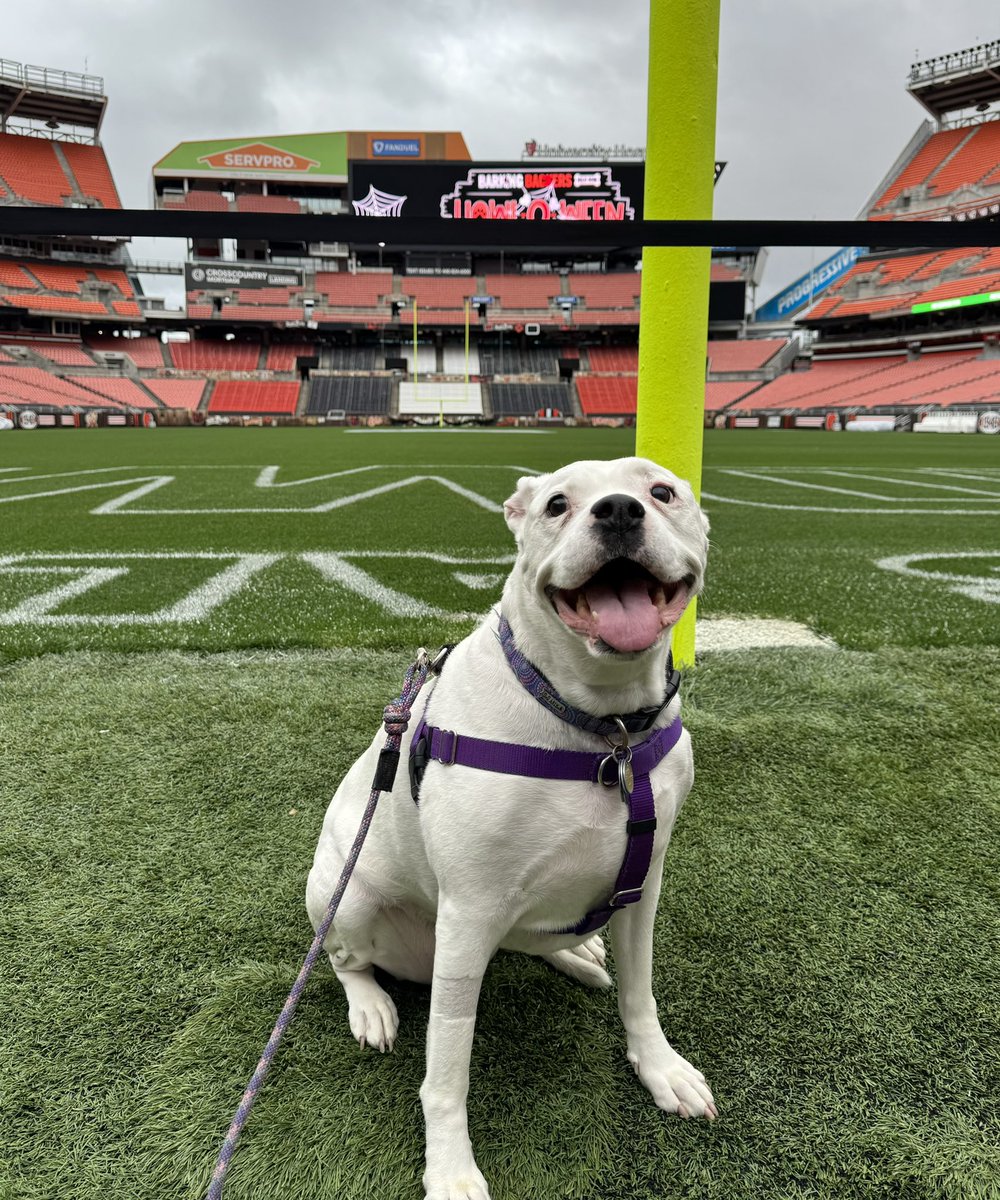 Stella The Smiling Rescue tweet media