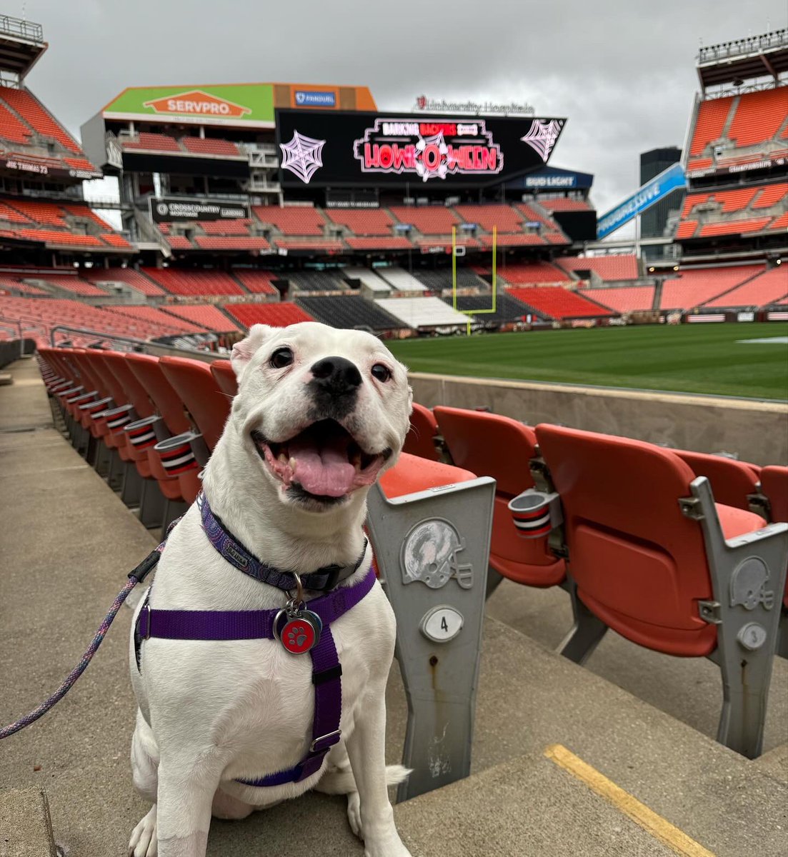 Stella The Smiling Rescue tweet media