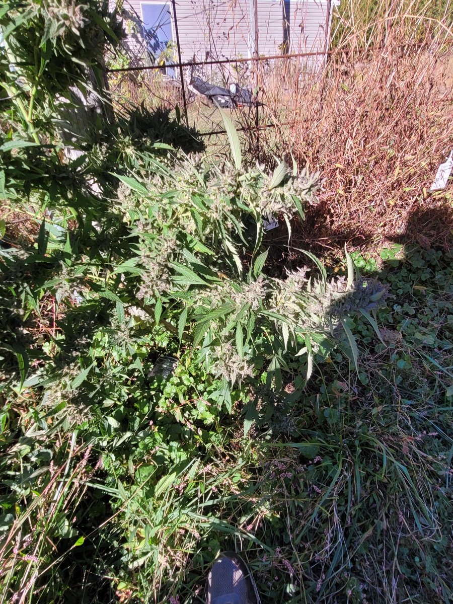 Tomxgrobro's tweet photo. #durbanpoison responding to the cool breeze. Nice #purpling https://t.co/yKDSOdg3cR