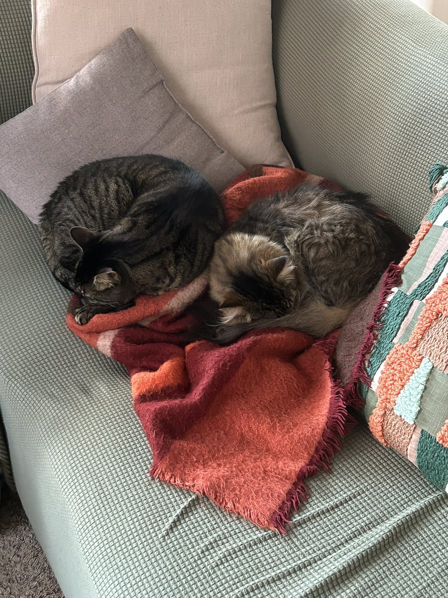 daggerglad's tweet image. Snow in the forecast. Time to huddle together 🫂