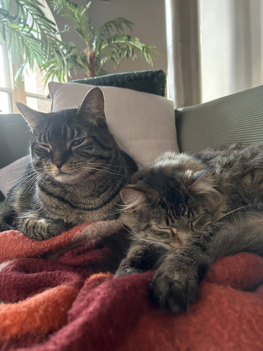 daggerglad's tweet image. Snow in the forecast. Time to huddle together 🫂