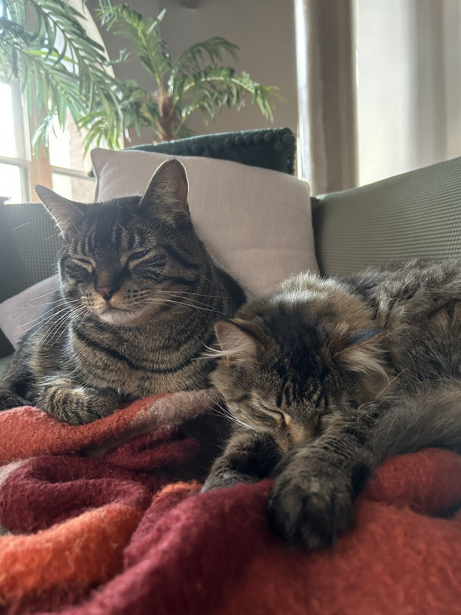 daggerglad's tweet image. Snow in the forecast. Time to huddle together 🫂