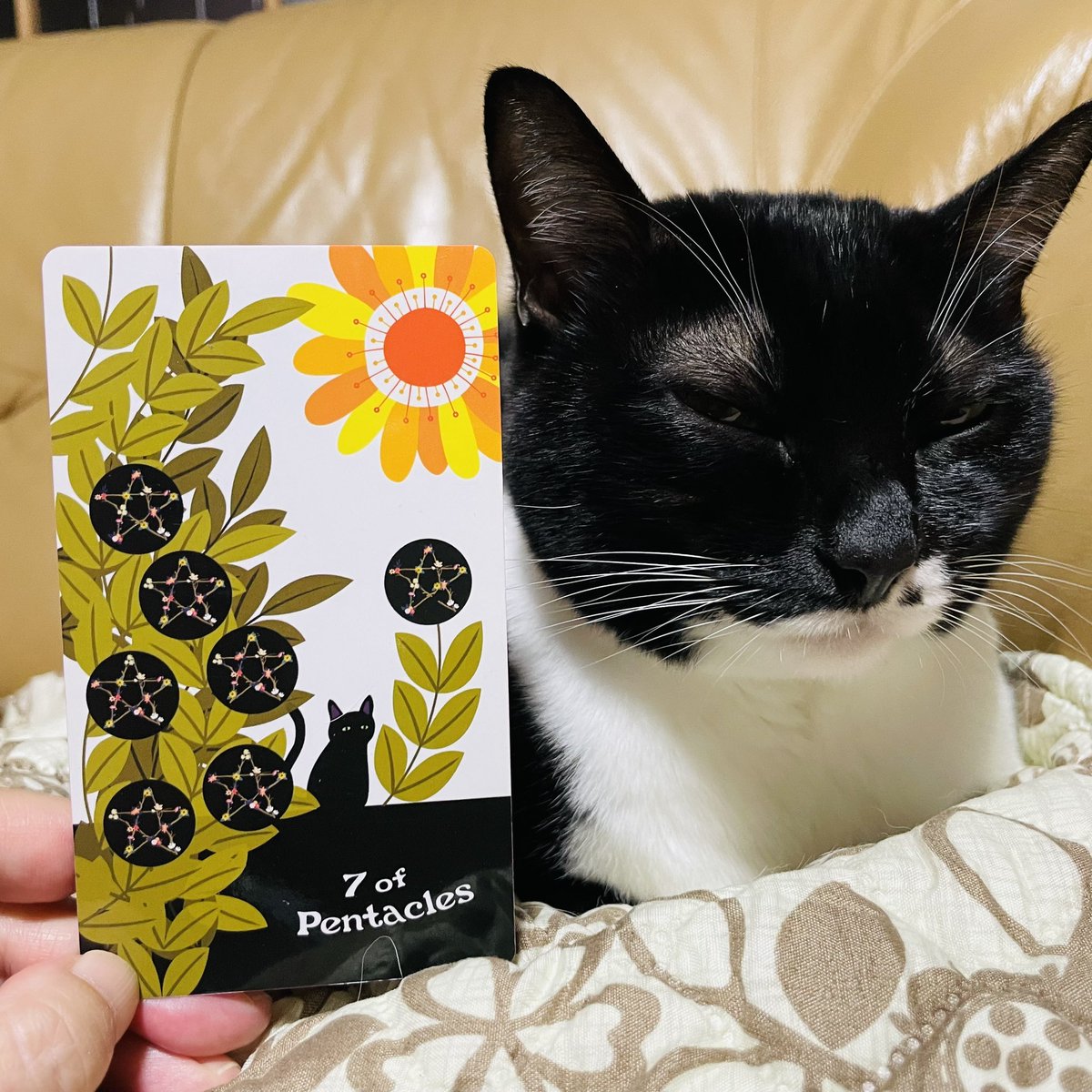 oraclerinko's tweet photo. 10/30乗り越える日⛰️出来上がった物をより良くするためにあれこれ考える日。手直し見直し工夫改善。あらゆる手をつくしてステップアップに繋げられます👍全てはあなたの向上心からきています。今がダメなわけではないです。今の自分も十分に褒めてあげて🫶 #7ofPENTACLES #タロット #猫 #ほめるニャ https://t.co/Af37Ja1g4c