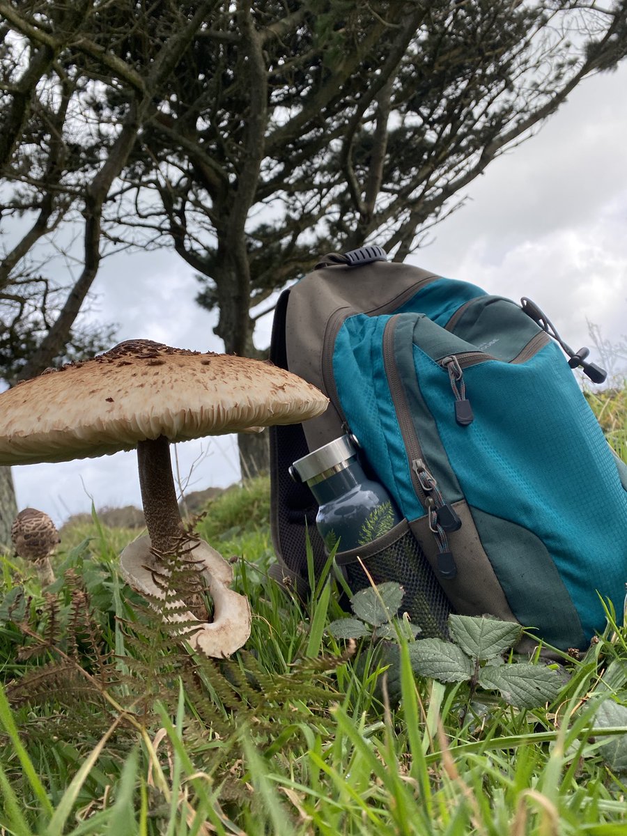 Mushrooms the size of your rucksack 🍄🎒