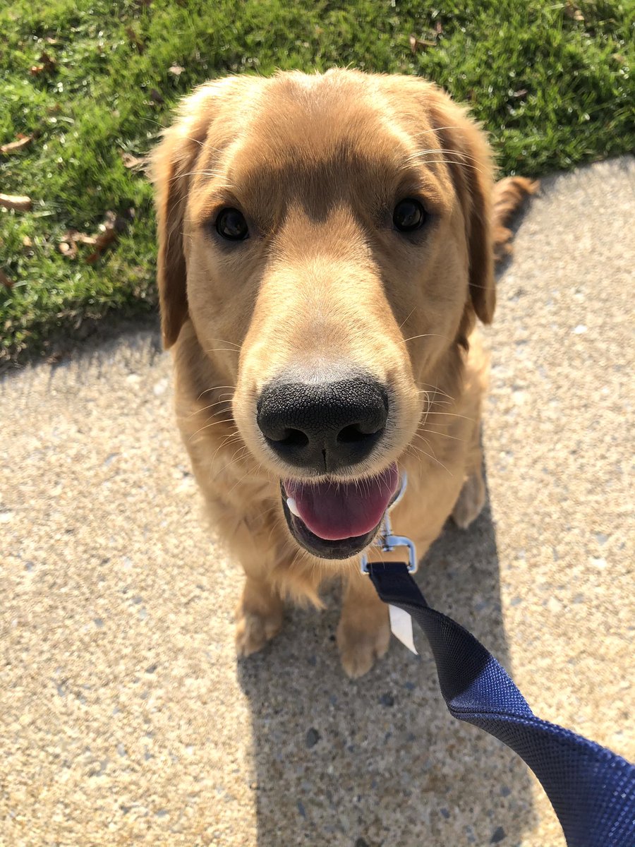 Hey 👋 #GoldenRetrievers #dogsoftwitter