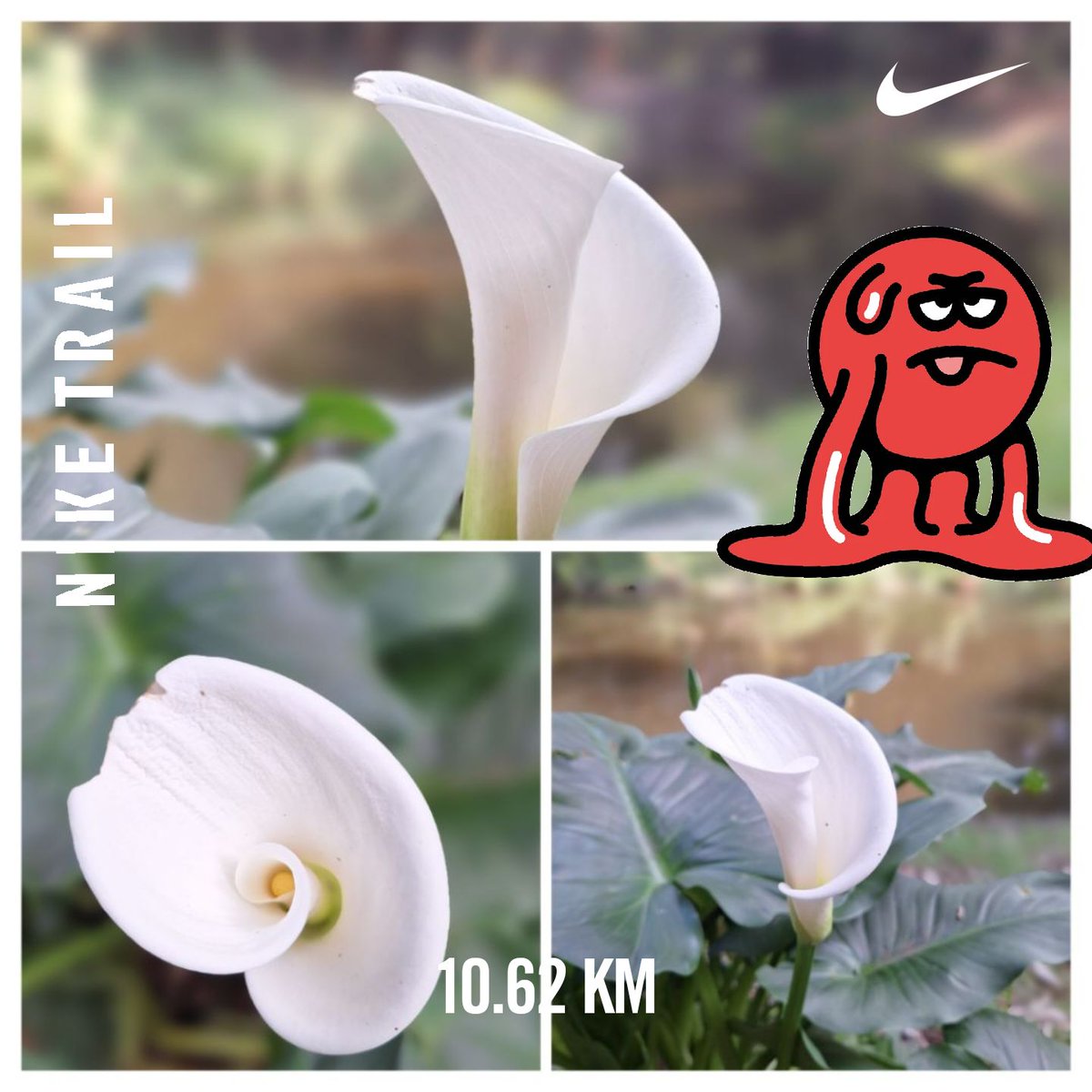 efrencasas's tweet photo. #SundayFunday #SundayMotivation #SundayRunDay #running #nrc #nikeplus #nikerunning #yoelegicorrer #corrersana #laufenmachtglücklich #fitover58 #RunDay #laufen #EsdeCorredores #Chapultepec #CDMX #RunYourRun https://t.co/EkaONt0AgX