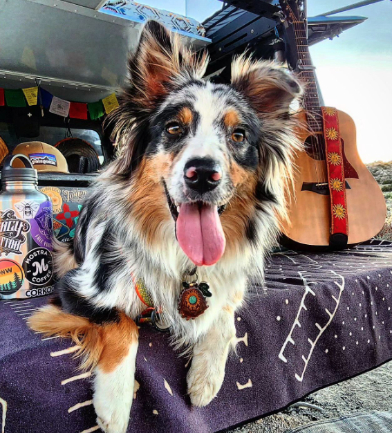 3rdeyepinecones's tweet photo. Every adventure is better with a loyal pinecone pup 🐶 

@cierrarayne96
-

-

-

-

-

#thirdeyepinecones #thirdeyepinecone #festivalvibes #festivalfashion #festivallook #summerfestival #musicfestivals #naturemade #veganjewelry #naturemagic #pinecone #pineconependant #pineconenec https://t.co/PJ72R2sHYn