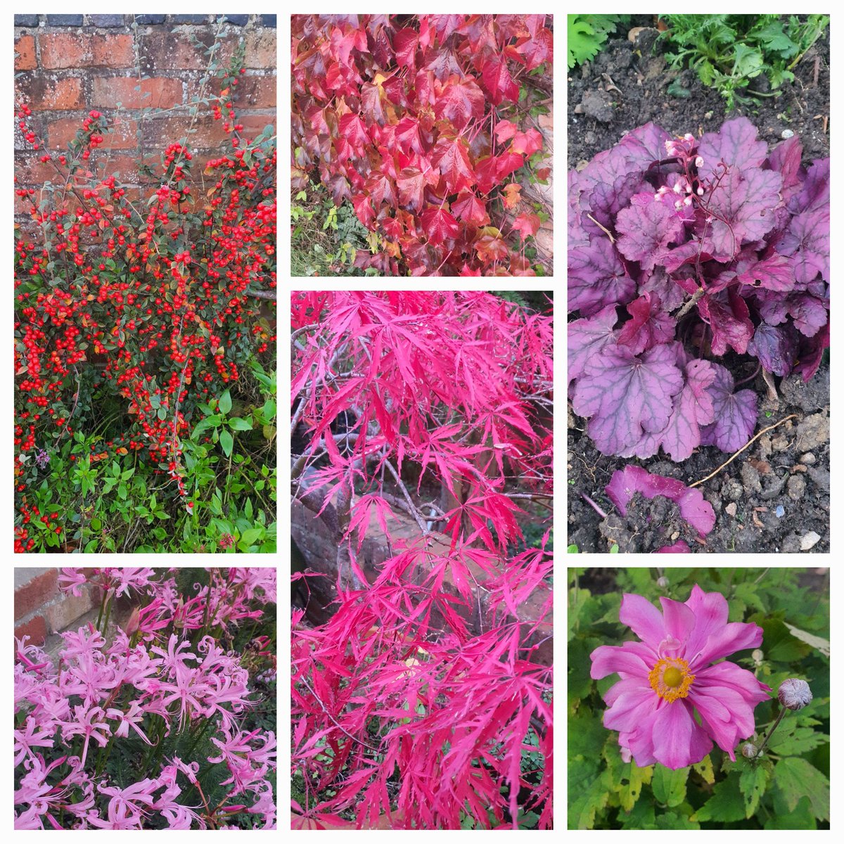 Just home from a great gardening hour with @katieptyler on <a href="/BBCOxford/">BBC Oxfordshire</a> <a href="/BBCBerkshire/">BBC Berkshire</a> and <a href="/BBCRadioSolent/">BBC Radio Solent</a> and the garden confirms that mother nature knows it is nearly #bonfirenight with fiery reds and pinks throughout!