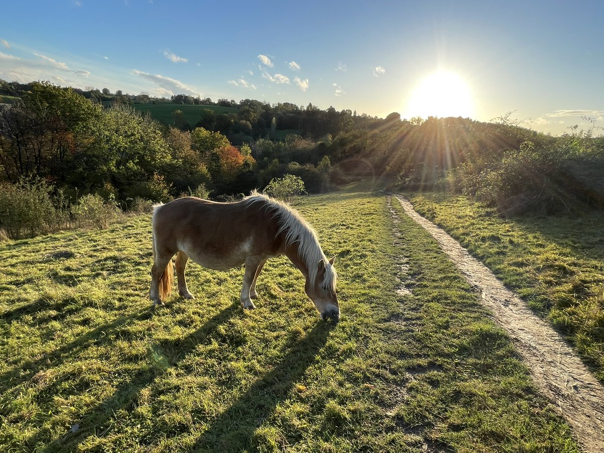 bdegans's tweet photo. Nog geen 20 km verderop vind je #abdijvaldieu, een rondleiding, een proeverij in de brouwerij #Valdieu en een wandeling in de omgeving van de abdij. 
Overnachten kun je bij ons in het Zuid-Limburgse heuvelland op @HoeveVillare . Kijk voor mogelijkheden https://t.co/uwSZBR52Pb https://t.co/DpNReTUDp8