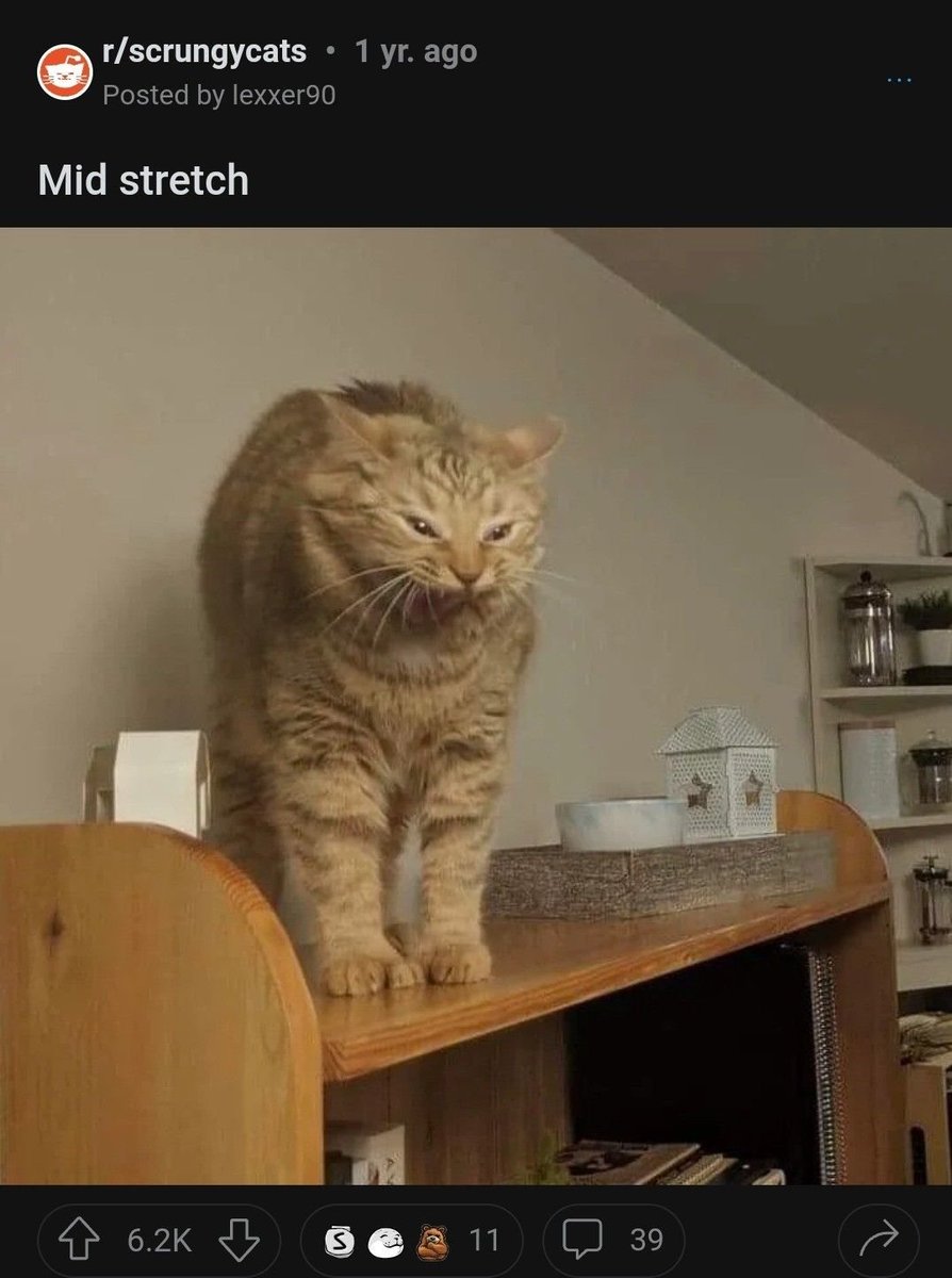 ShowYourCat's tweet photo. https://t.co/3TK8WkmDiu